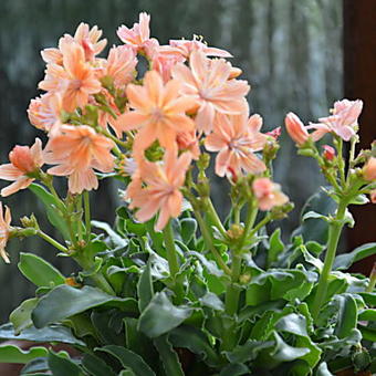 Lewisia cotyledon 'Mountain Dreams'