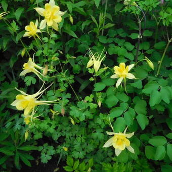 Aquilegia chrysantha 'Yellow Queen'