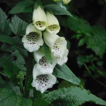 Digitalis purpurea 'Alba'