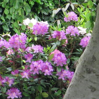 Rhododendron ponticum 'Roseum'