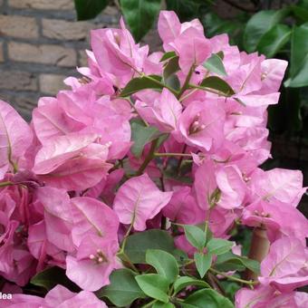 Bougainvillea