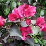 Bougainvillea - Bougainville