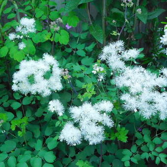 Thalictrum aquilegifolium 'Album'