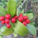 Skimmia japonica 'Winifred Cook' - Skimmia