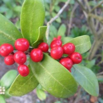 Skimmia japonica 'Winifred Cook'