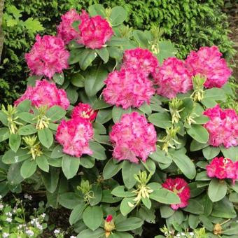 Rhododendron 'Germania'