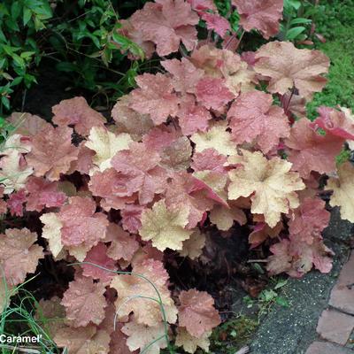 Purperklokje - Heuchera 'Caramel'