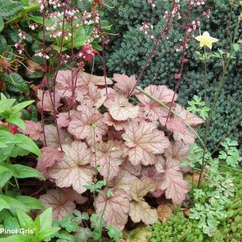 Heuchera 'Pinot Gris'