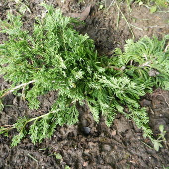 Juniperus horizontalis 'Wiltonii'