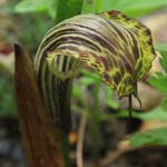 Arisaema griffithii - Nepalese cobralelie