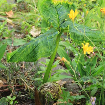 Arisaema griffithii