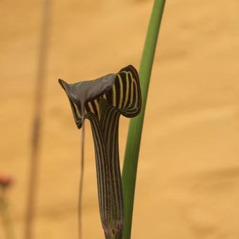 Arisaema ciliatum