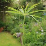 Arisaema ciliatum - Chinese cobralelie