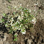 Thymus pulegioides 'Foxley'  - Breedbladige tijm