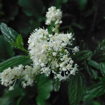 Ceanothus thyrsiflorus 'Millerton Point'