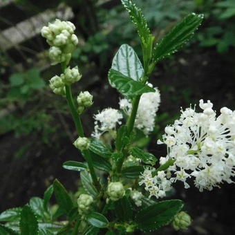 Ceanothus thyrsiflorus 'Millerton Point'