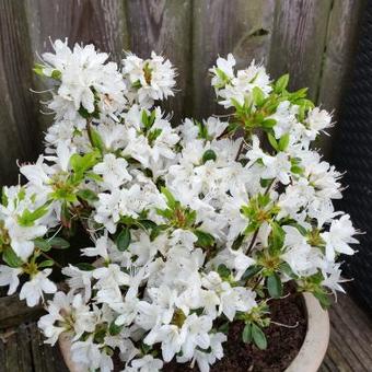 Rhododendron  'Palestrina'