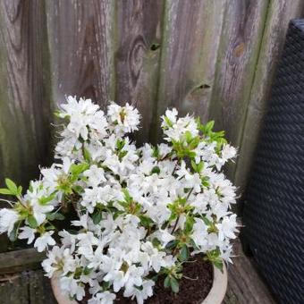 Rhododendron  'Palestrina'