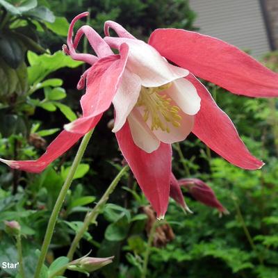 Akelei - Aquilegia 'Crimson Star'