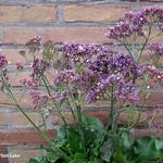 Limonium 'Salt Lake' - Lamsoor, Zeelavendel