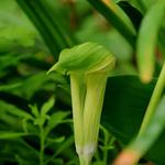 Arisaema amurense - Jan-op-de-preekstoel, Cobralelie