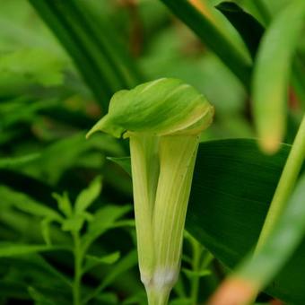 Arisaema amurense