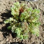 Sedum glaucophyllum 'Lizard' - Vetkruid