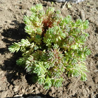 Sedum glaucophyllum 'Lizard'