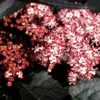 Sambucus nigra 'Black Tower'