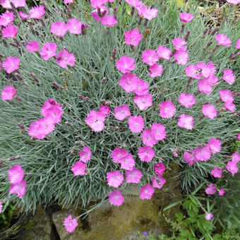 Dianthus gratianopolitanus 'Feuerhexe'