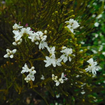 Hebe ochracea ‘James Stirling’