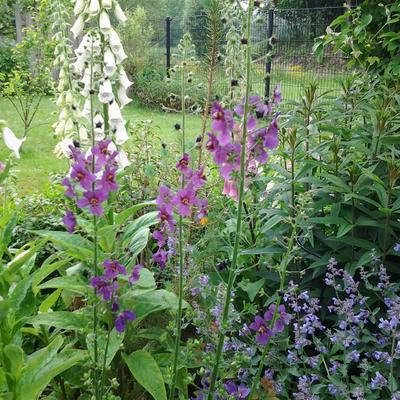 Paarse toorts - Verbascum phoeniceum