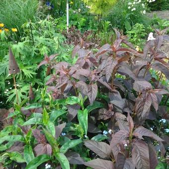 Lysimachia ciliata 'Firecracker'