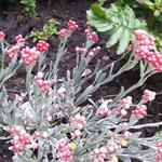 Helichrysum 'Ruby Cluster' - Kerrieplant