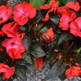 Impatiens x hawkeri New Guinea