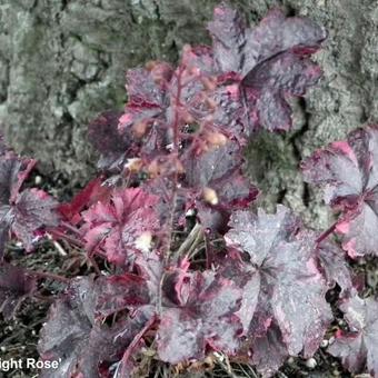 Heuchera 'Midnight Rose'