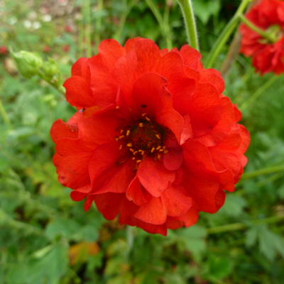 Nagelkruid - Geum chiloense 'Blazing Sunset'