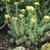 Sedum reflexum