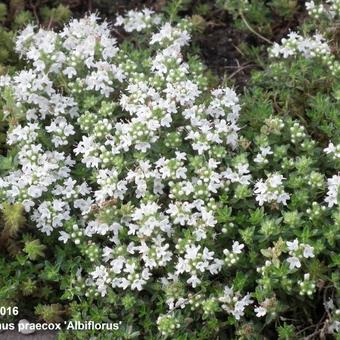 Thymus praecox 'Albiflorus'