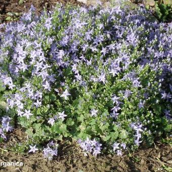 Campanula garganica