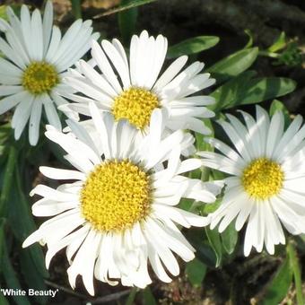 Aster alpinus 'White Beauty'