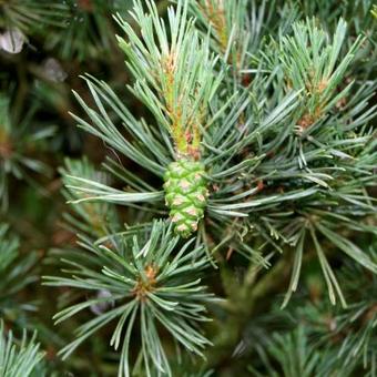 Pinus sylvestris 'Watereri'