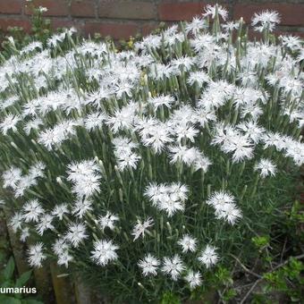 Dianthus plumarius