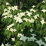 Cornus kousa 'Schmetterling' - Japanse kornoelje