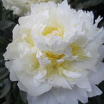 Paeonia lactiflora 'Honey Gold' - Pioen