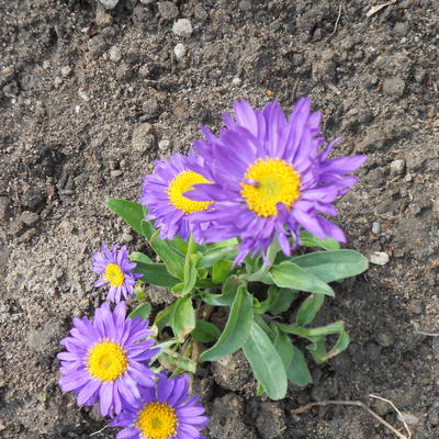 Alpenaster - Aster alpinus 'Goliath'