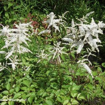 Astilbe japonica 'Washington'