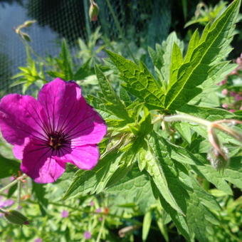 Geranium psilostemon 'Red Admiral'