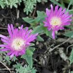 Delosperma sutherlandii - IJsbloem