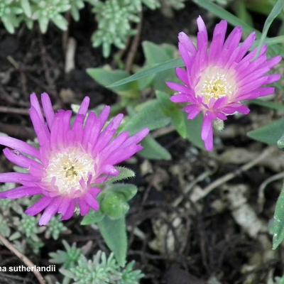 IJsbloem - Delosperma sutherlandii